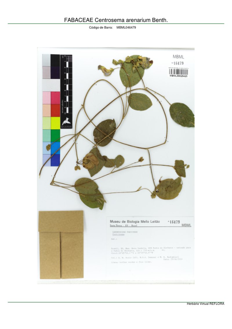 Centrosema arenarium