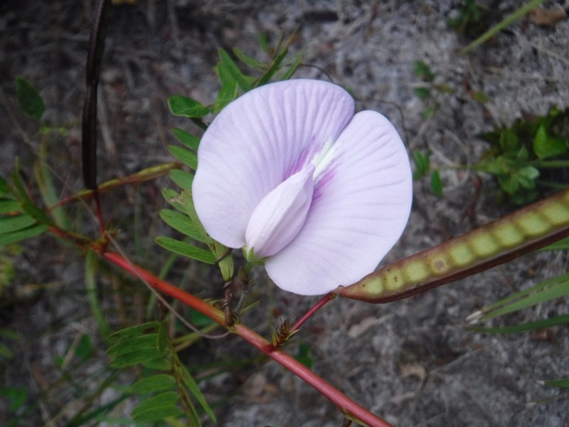 Pineland Butterfly Pea