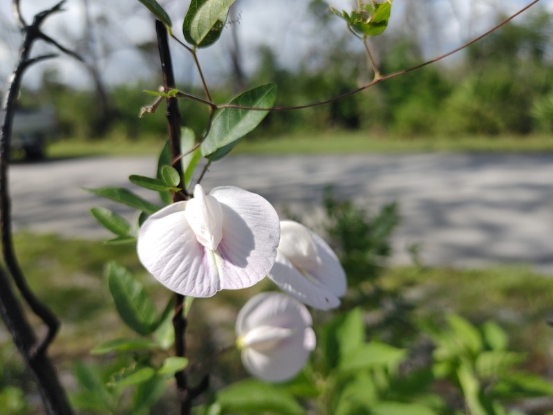 Pineland Butterfly Pea photo 3