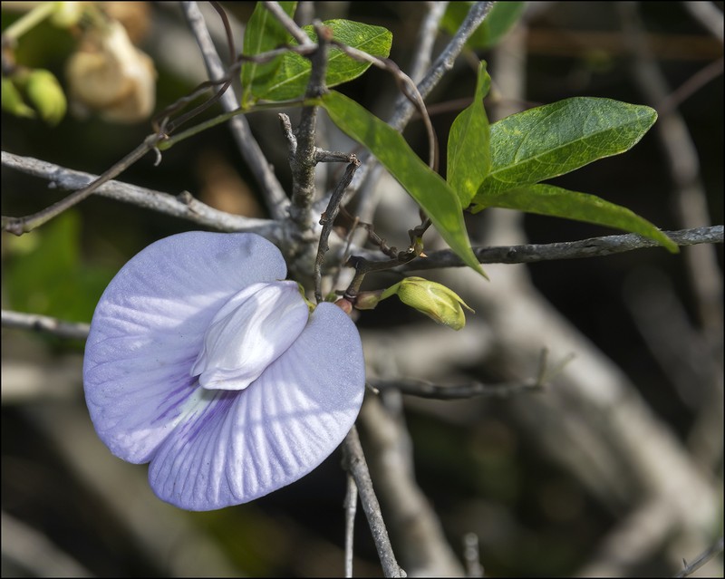 Pineland Butterfly Pea photo 4