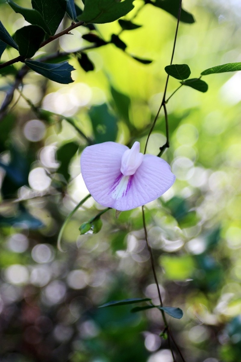 Pineland Butterfly Pea photo 5
