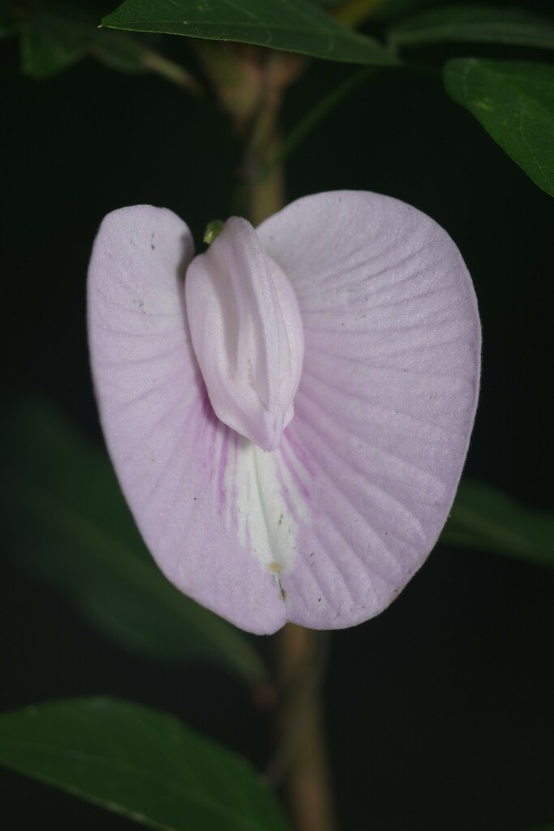 Pineland Butterfly Pea photo 6