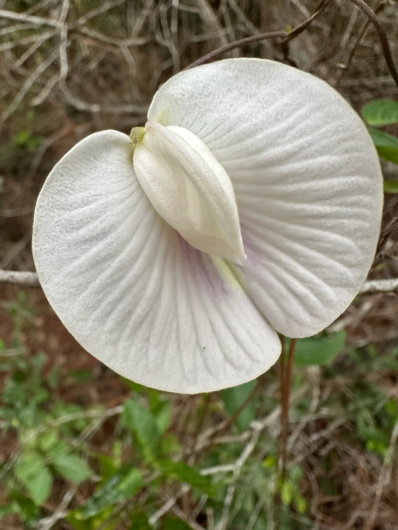 Pineland Butterfly Pea photo 7
