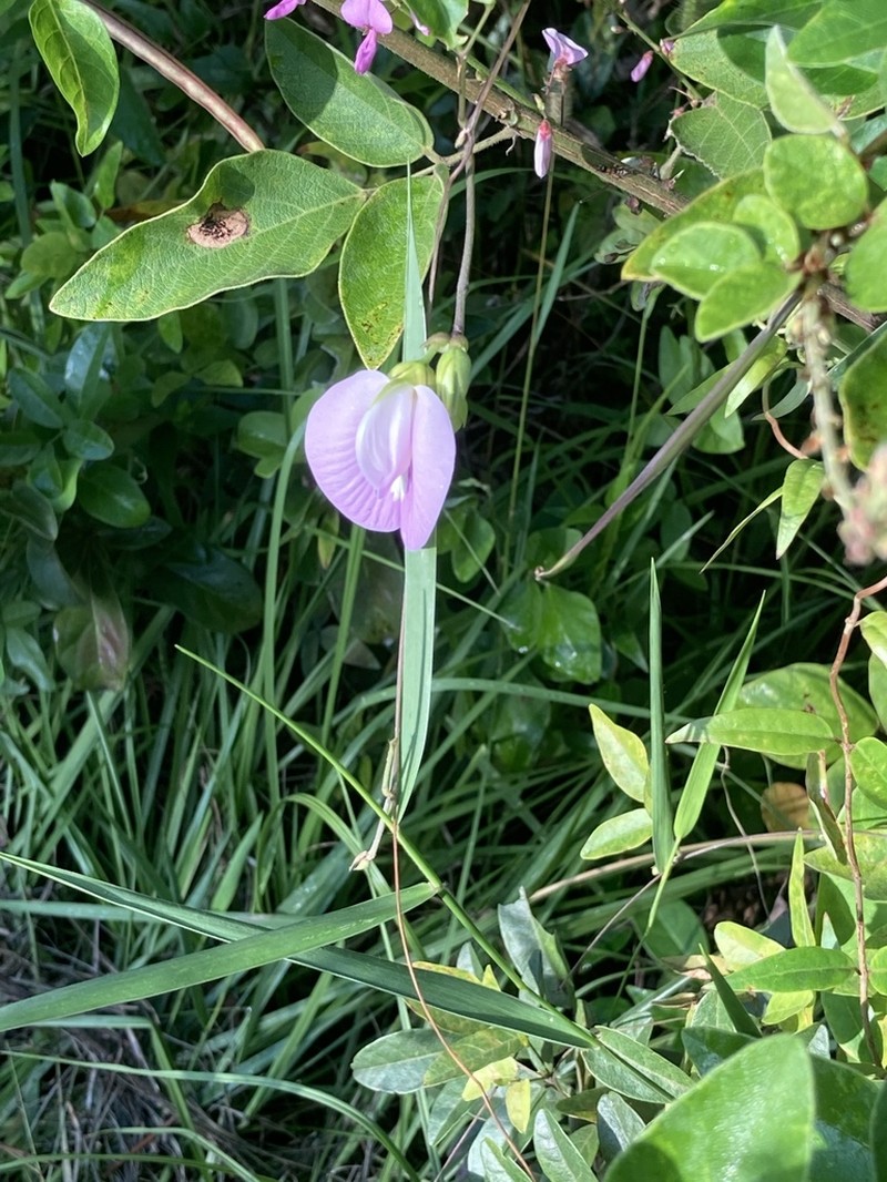 Pineland Butterfly Pea photo 8