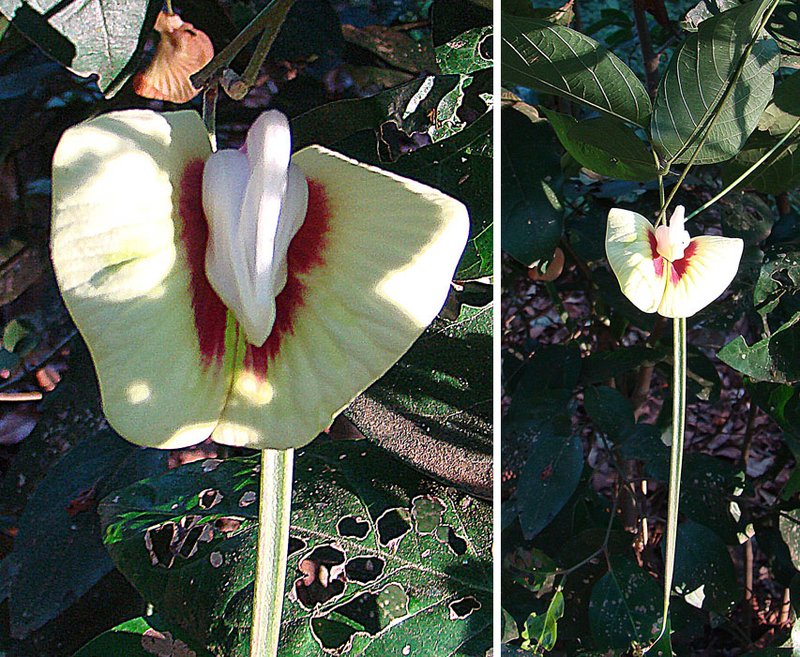 Centrosema macrocarpum