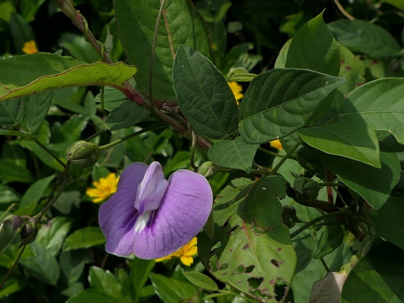 Soft Butterfly Pea