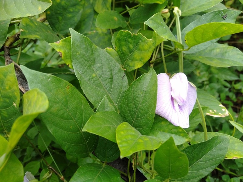 Soft Butterfly Pea photo 2