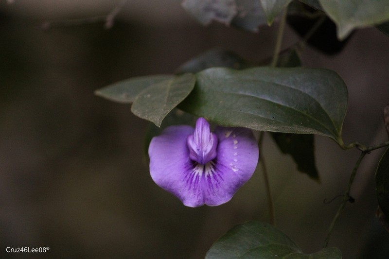 Soft Butterfly Pea photo 3