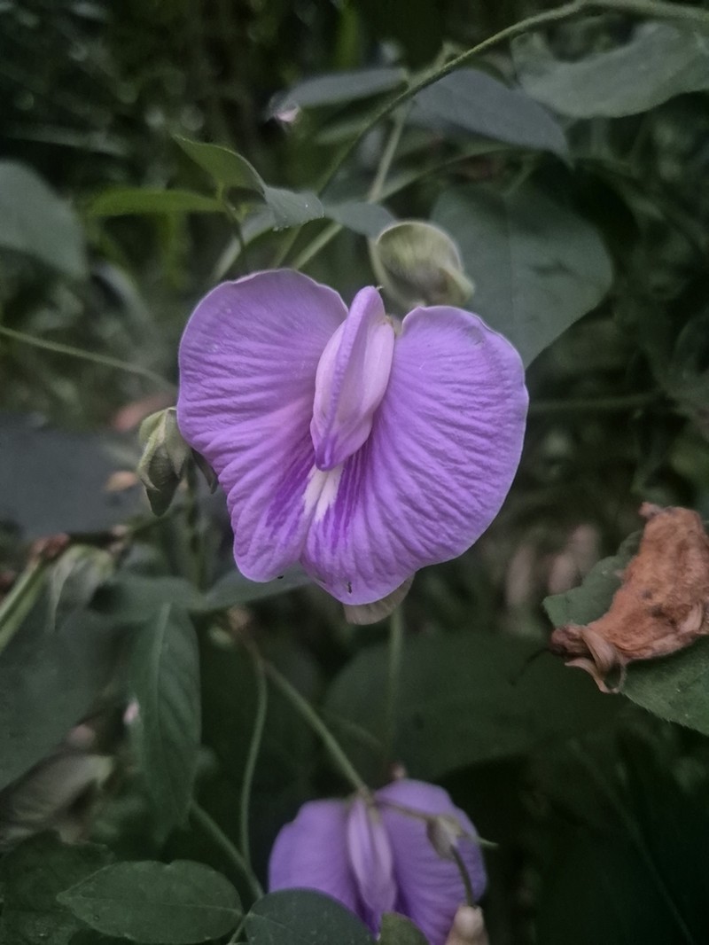Soft Butterfly Pea photo 4