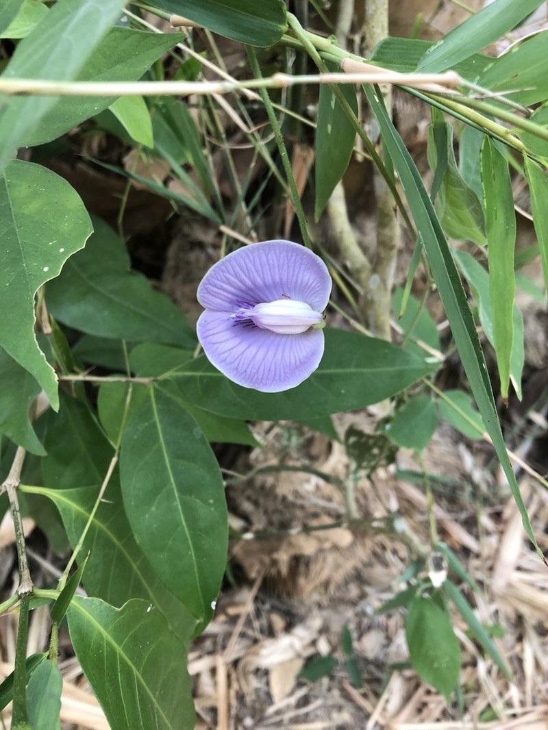 Soft Butterfly Pea photo 5