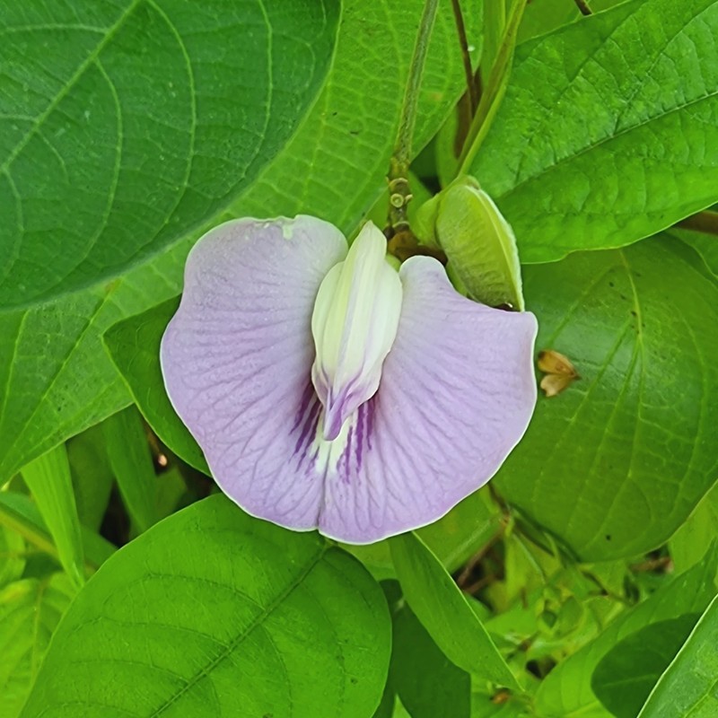 Soft Butterfly Pea photo 6