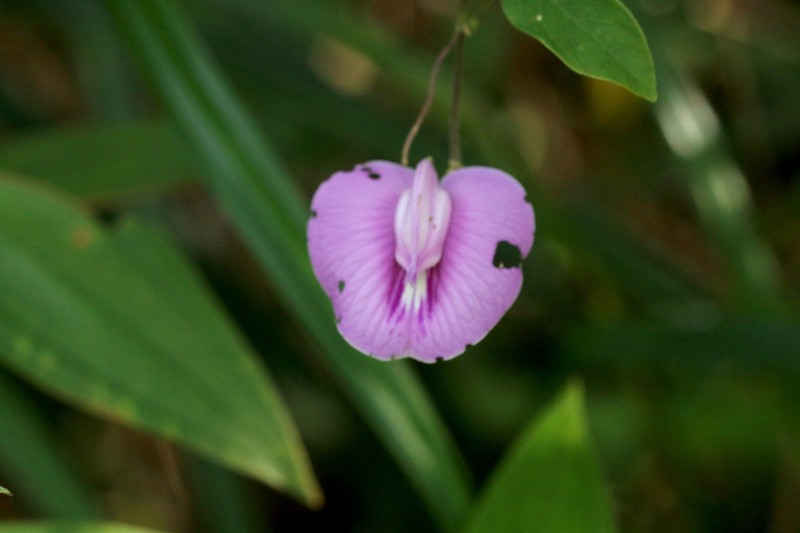 Soft Butterfly Pea photo 7