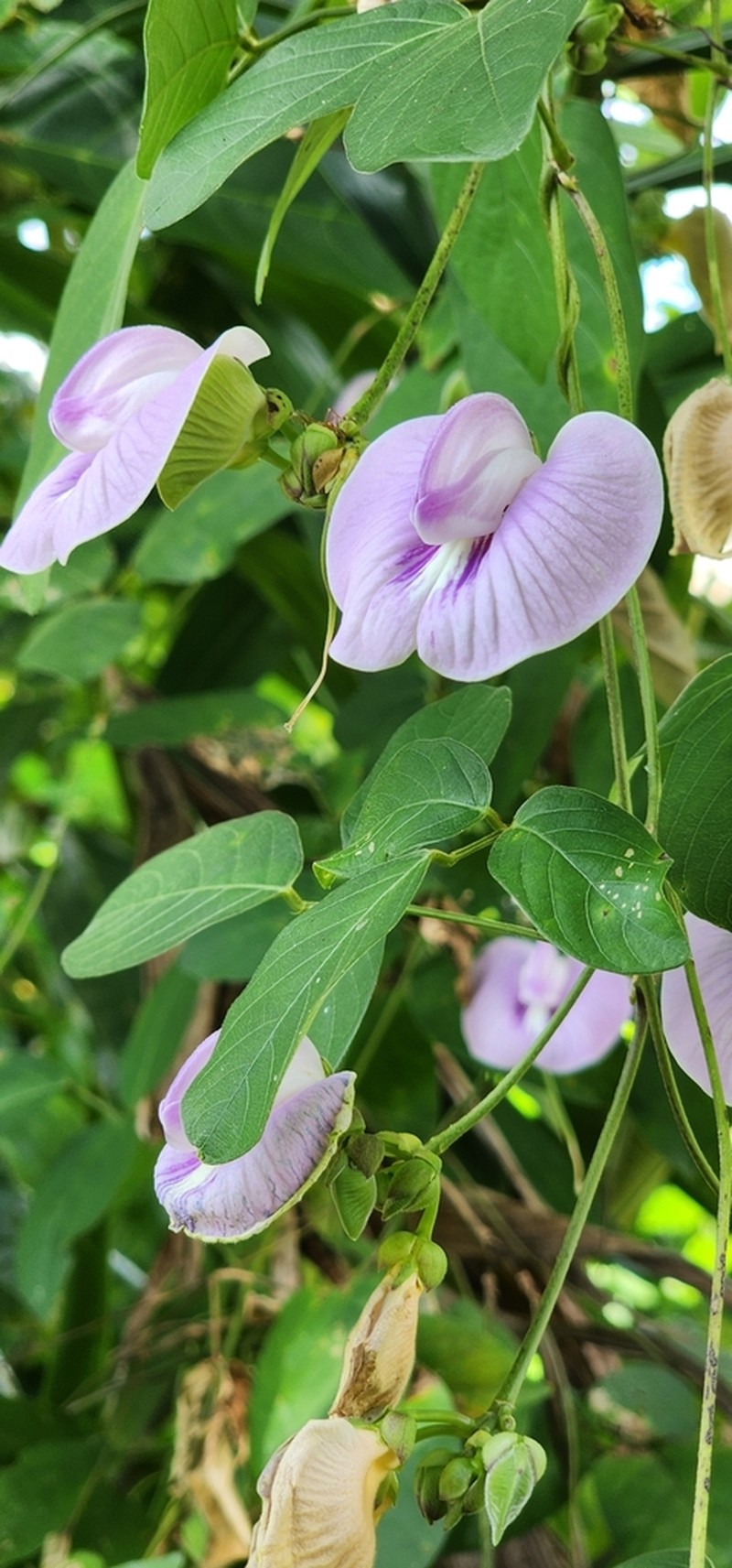 Soft Butterfly Pea photo 8
