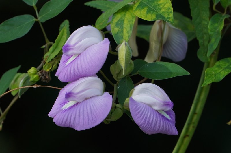 Flor De Conchitas photo 2