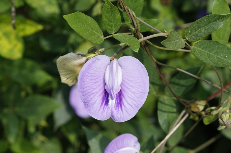 Flor De Conchitas photo 3