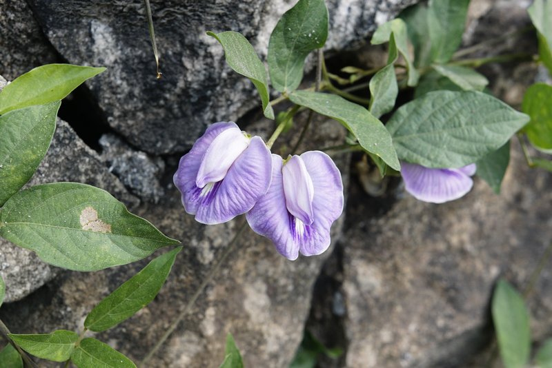 Flor De Conchitas photo 4
