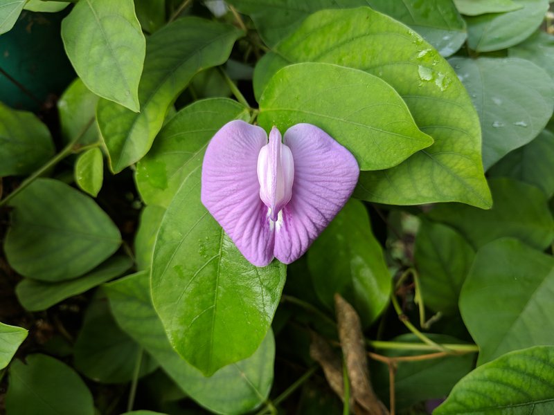 Flor De Conchitas photo 5