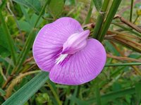 Flor De Conchitas