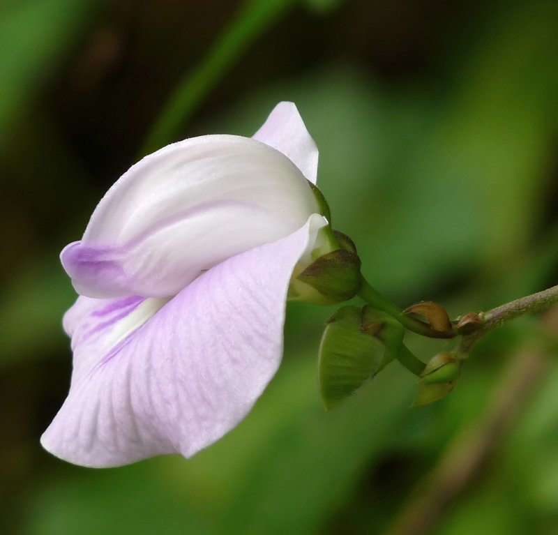 Flor De Conchitas photo 6