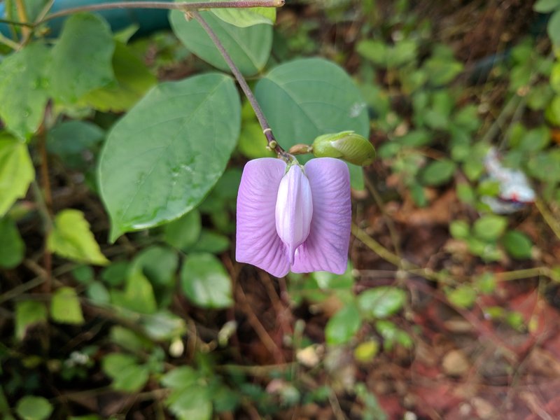 Flor De Conchitas photo 8