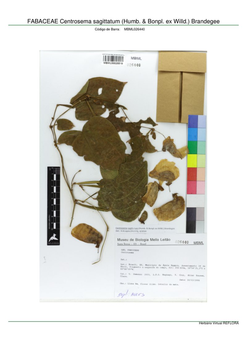 Arrowleaf Butterfly Pea