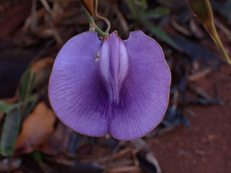 Centrosema sericiflorum photo 2