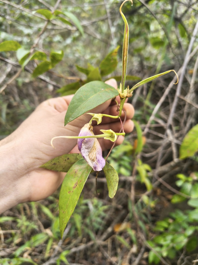 Centrosema sericiflorum photo 3