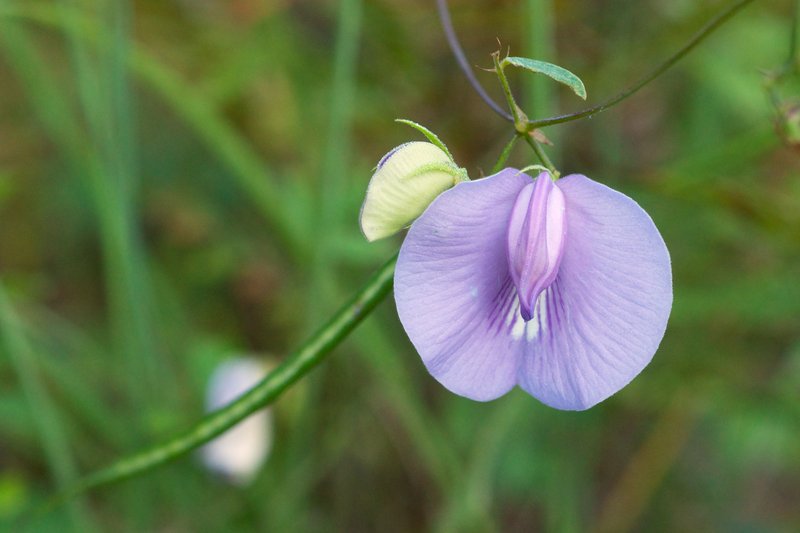 Spurred Butterfly Pea
