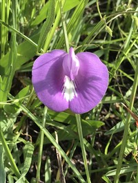 Spurred Butterfly Pea