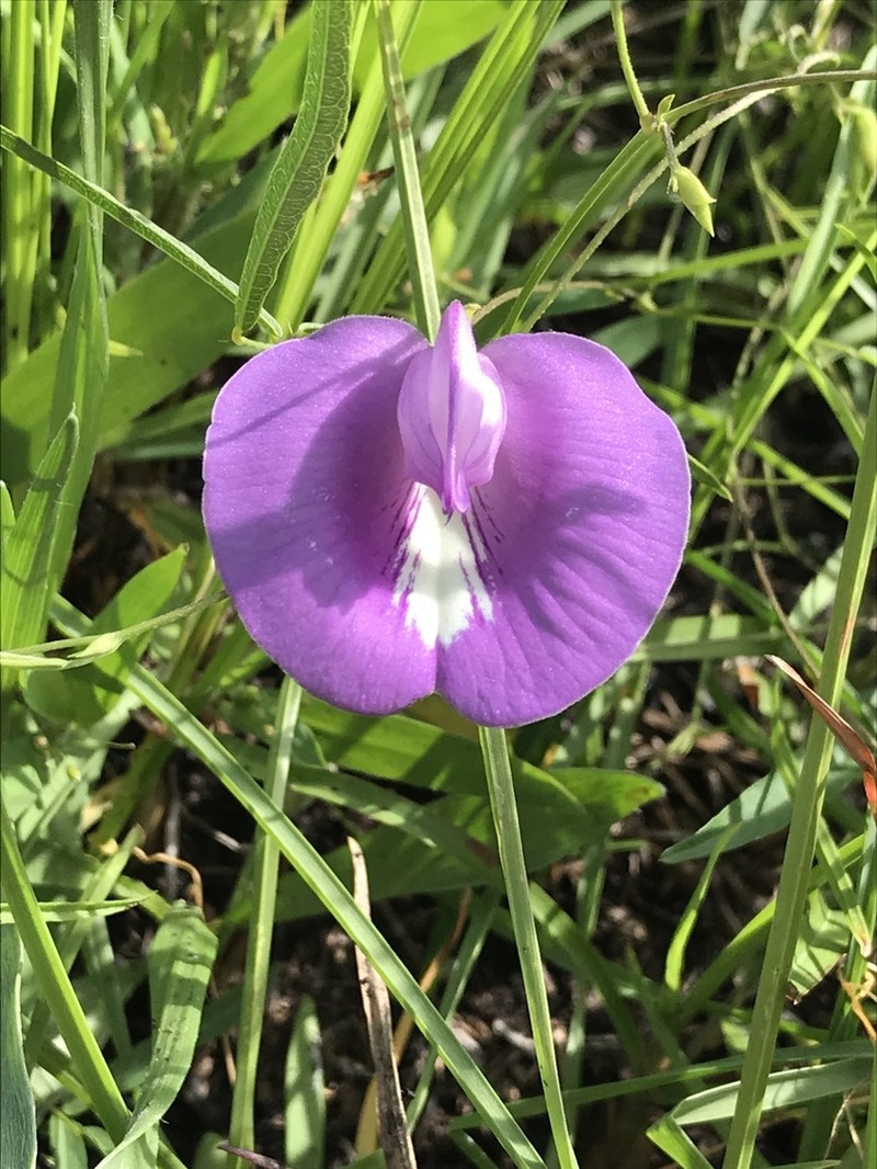 Spurred Butterfly Pea