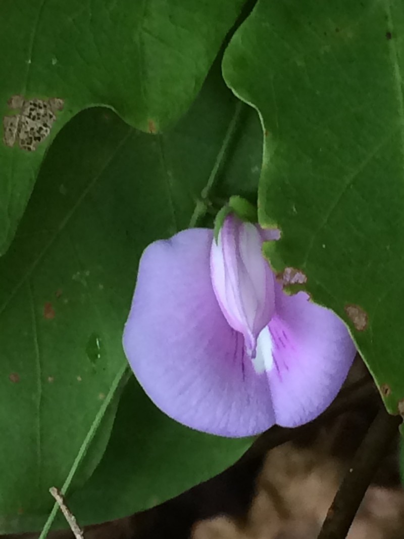 Spurred Butterfly Pea photo 2
