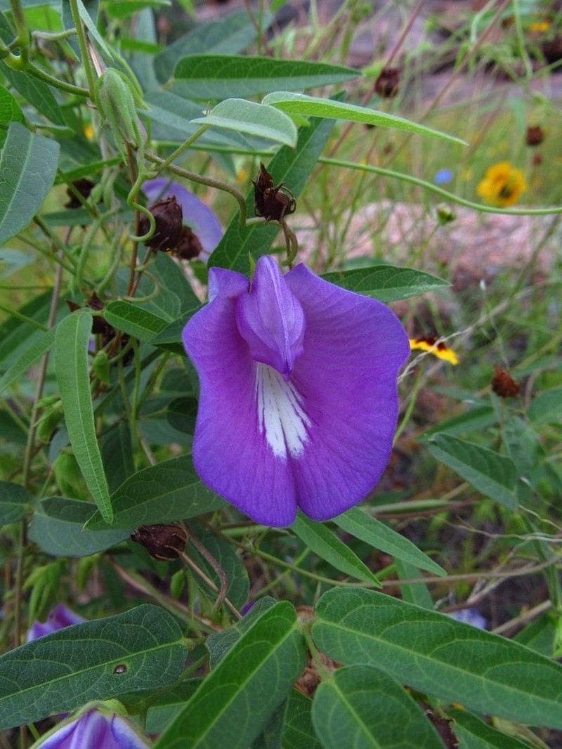Spurred Butterfly Pea photo 3