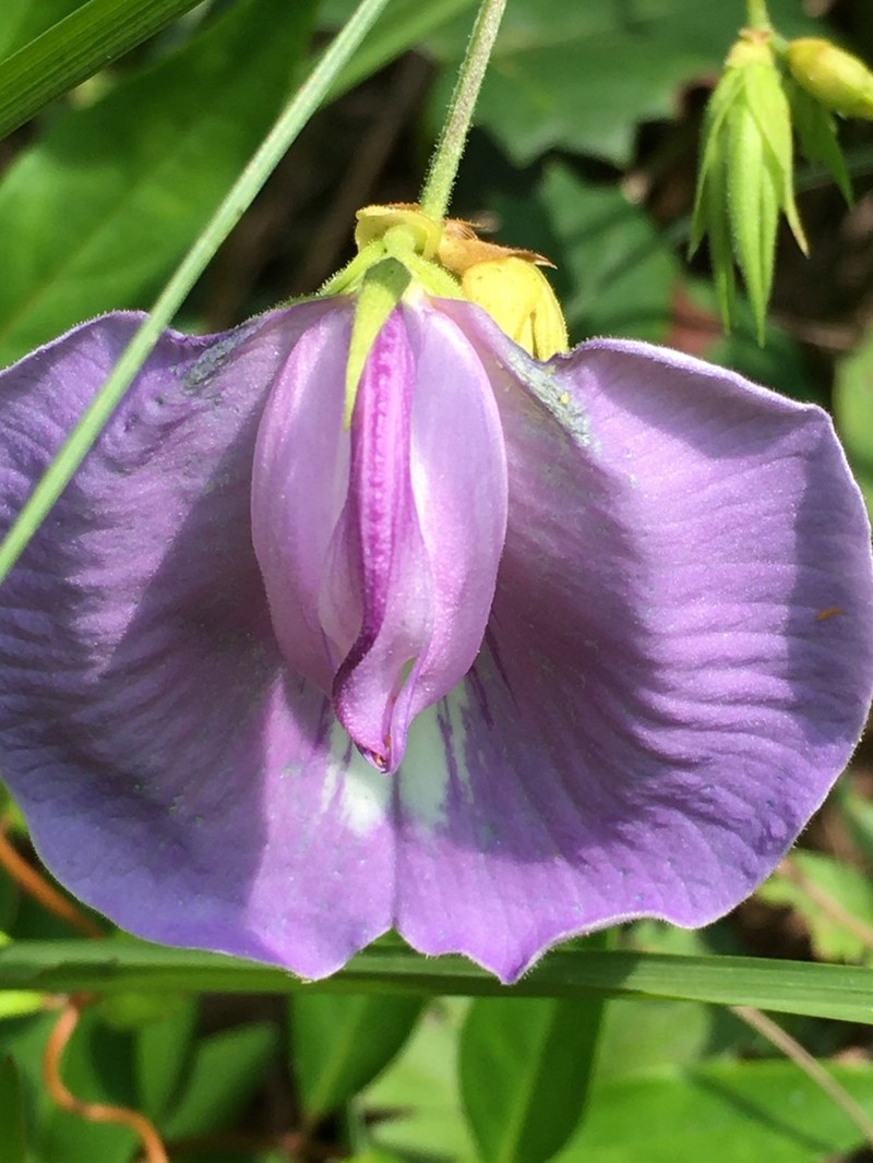 Spurred Butterfly Pea photo 4
