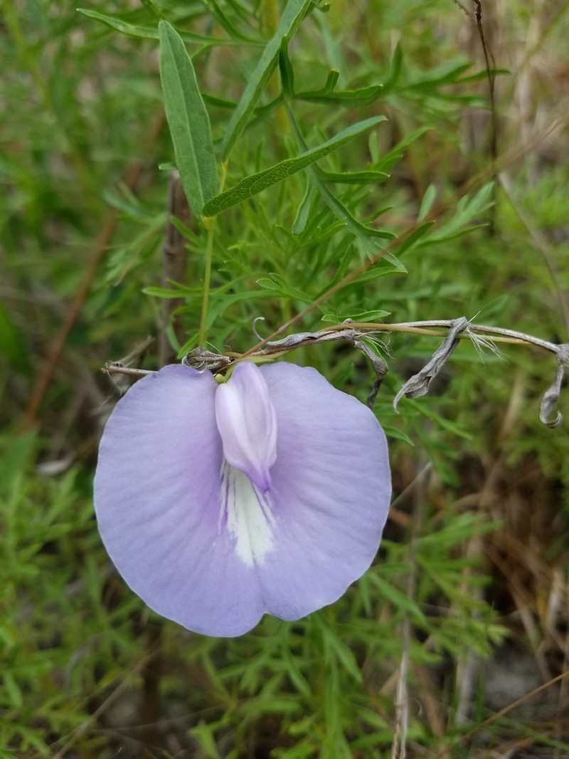 Spurred Butterfly Pea photo 5