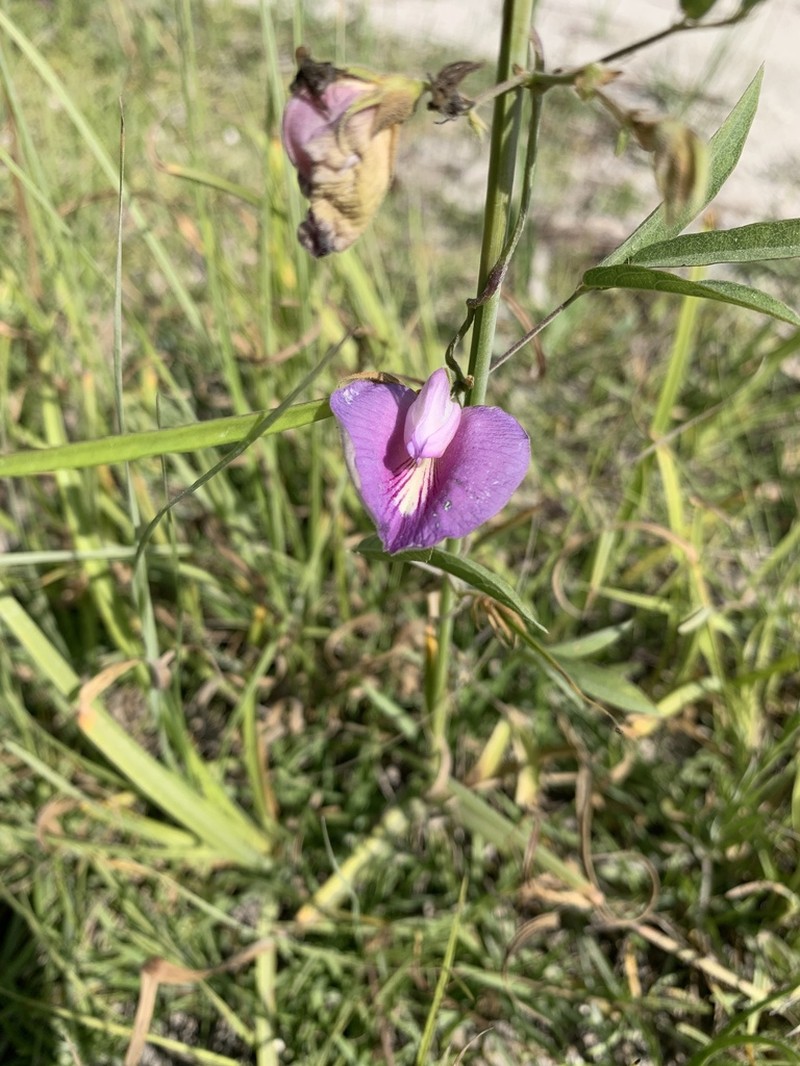 Spurred Butterfly Pea photo 6