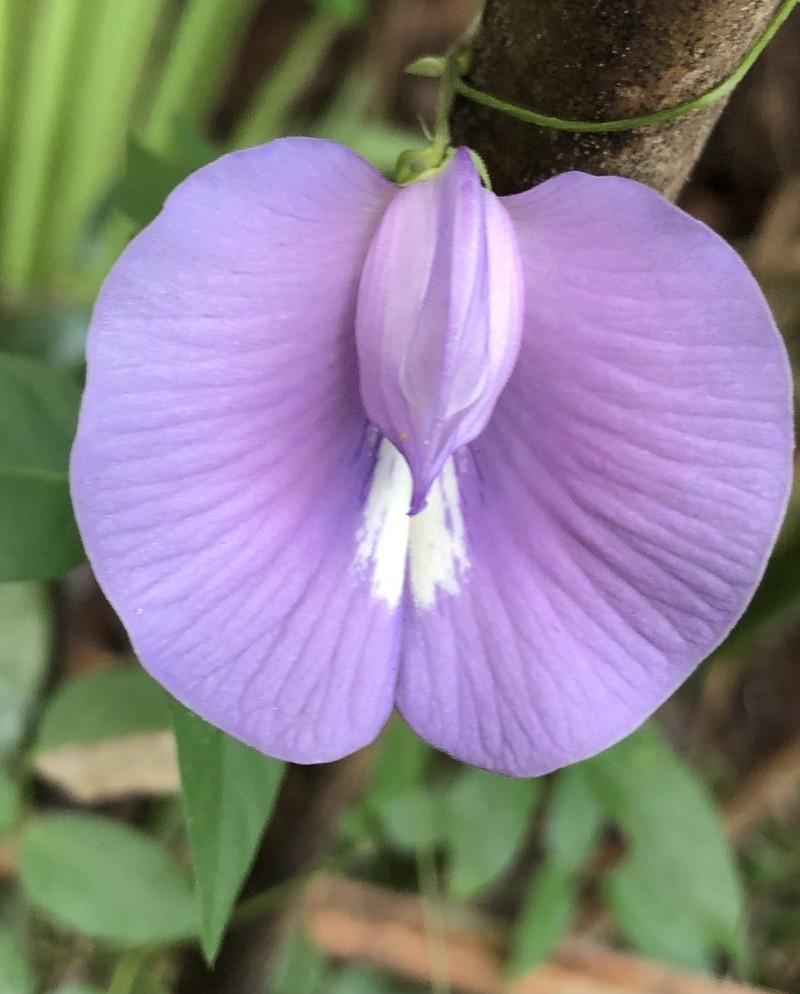 Spurred Butterfly Pea photo 7
