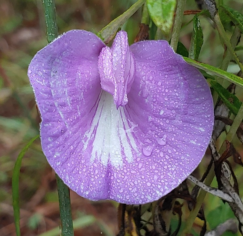 Spurred Butterfly Pea photo 8