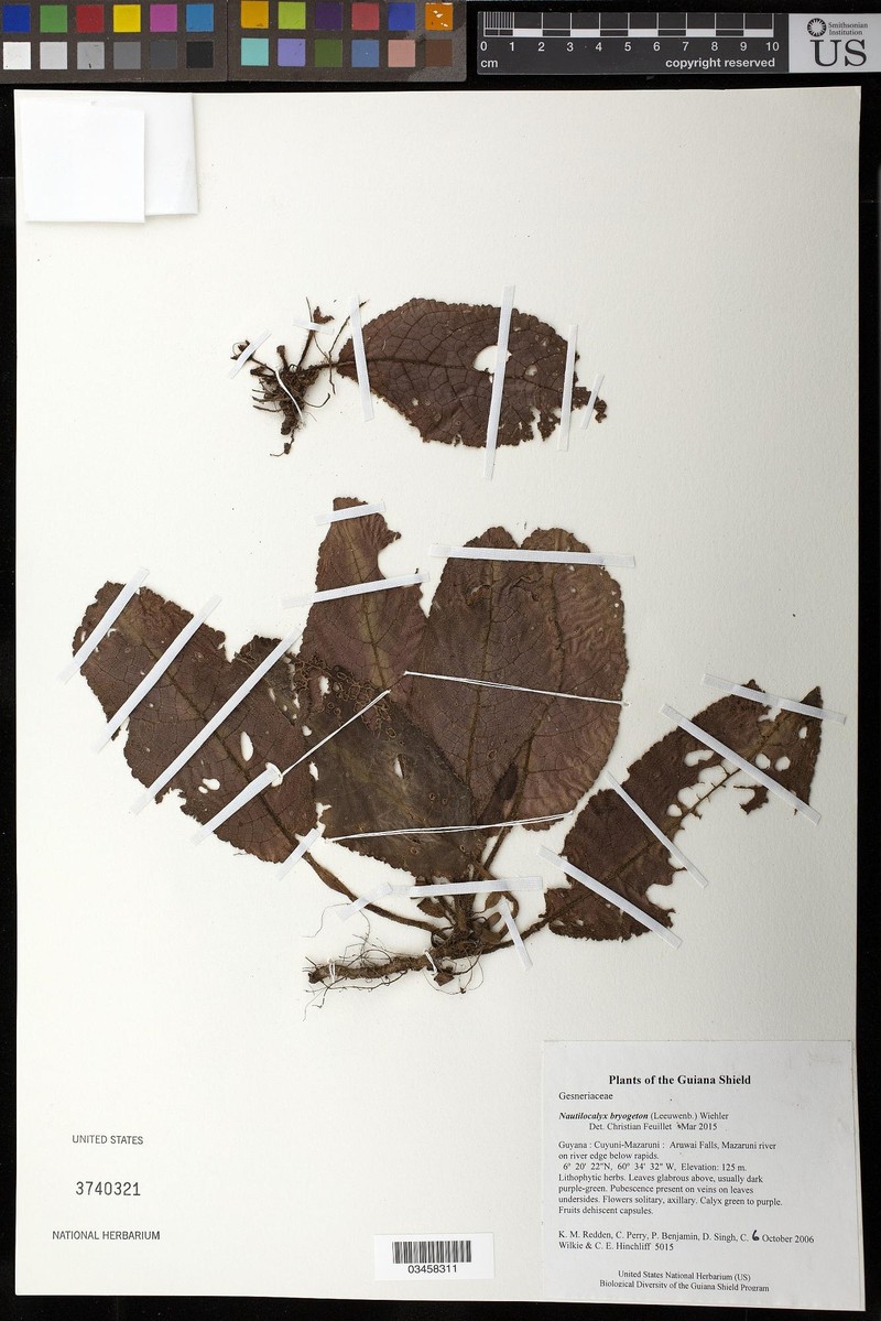 Centrosolenia bryogeton
