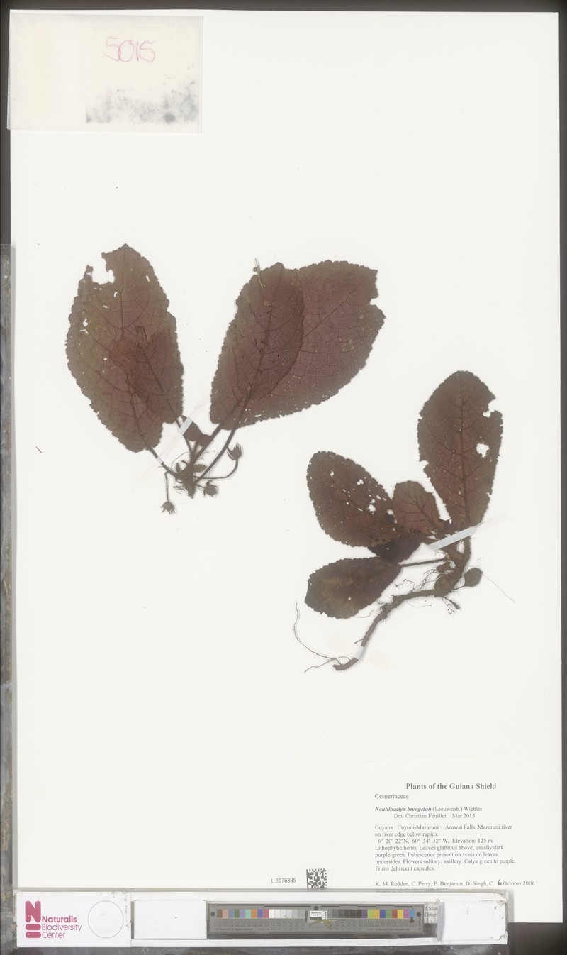 Centrosolenia bryogeton photo 2