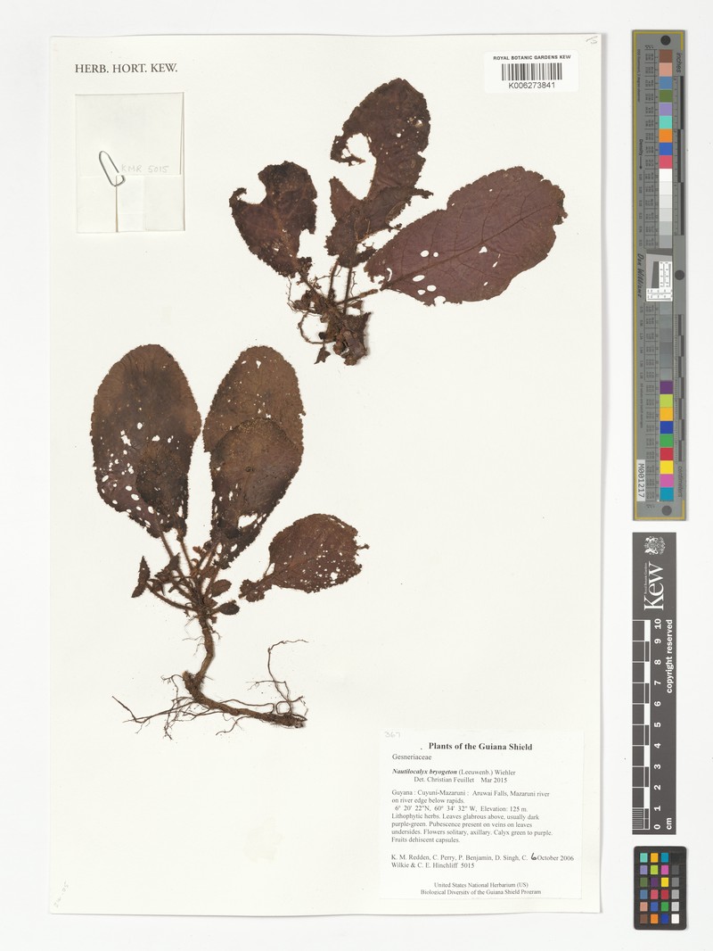 Centrosolenia bryogeton photo 3