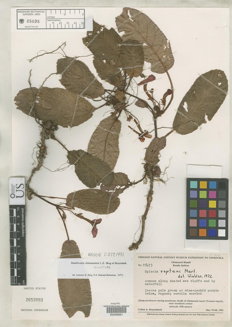 Centrosolenia chimantensis