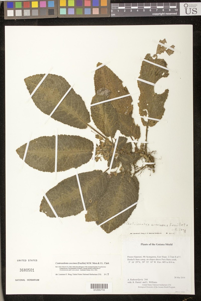 Centrosolenia coccinea