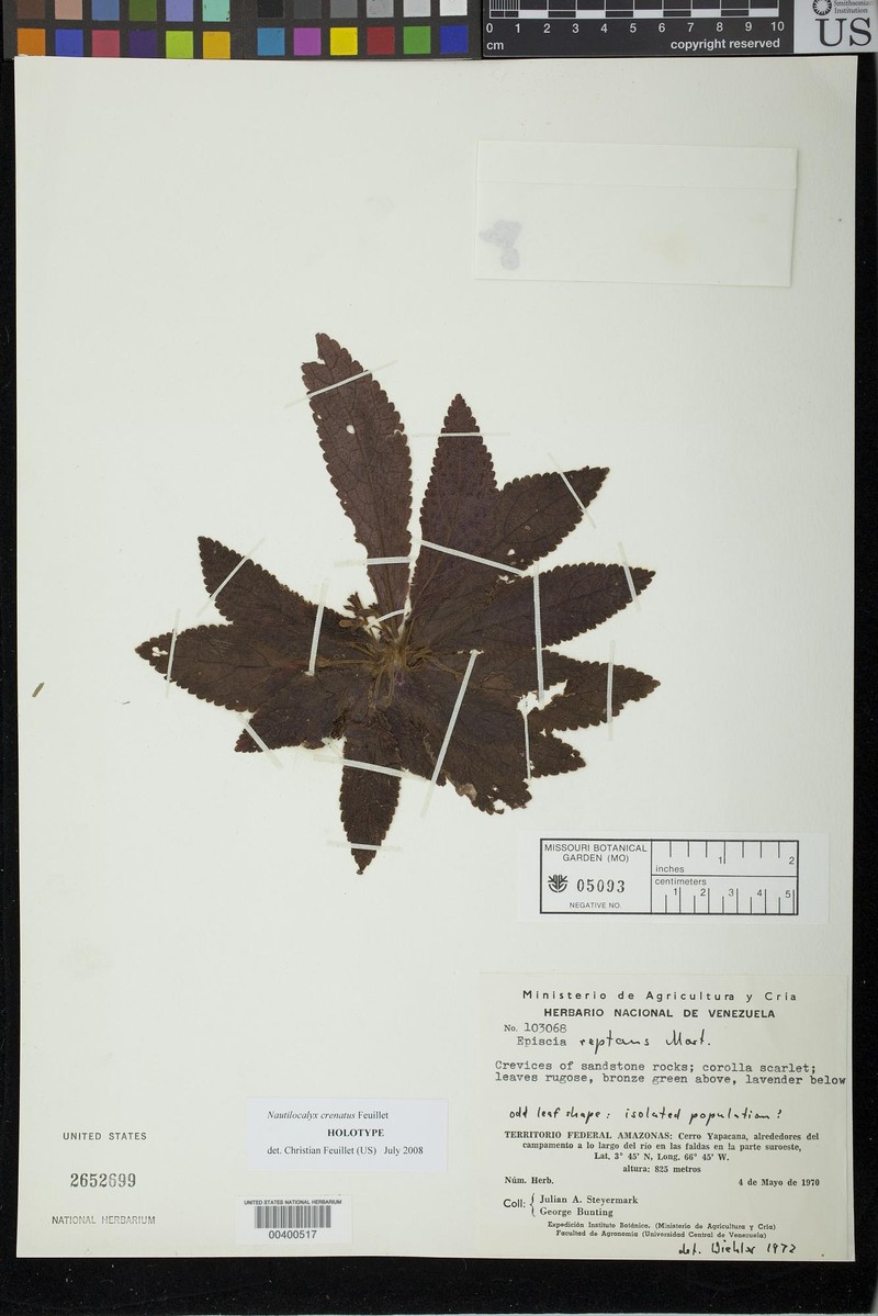 Centrosolenia crenata