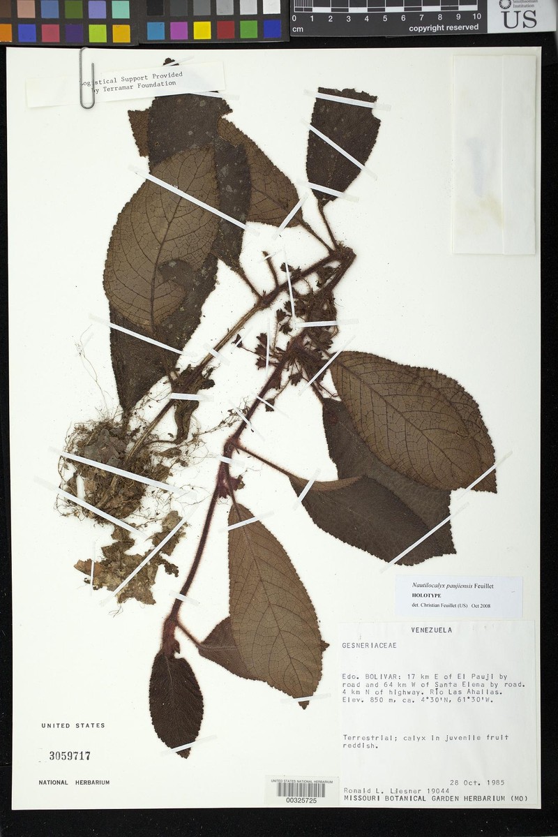 Centrosolenia paujiensis