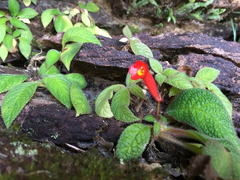 Centrosolenia porphyrotricha