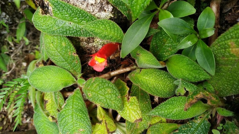 Centrosolenia porphyrotricha photo 2