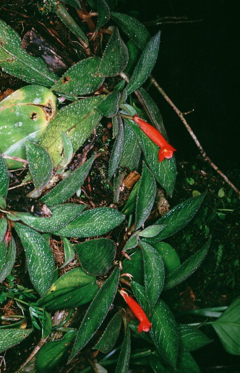 Centrosolenia porphyrotricha photo 3