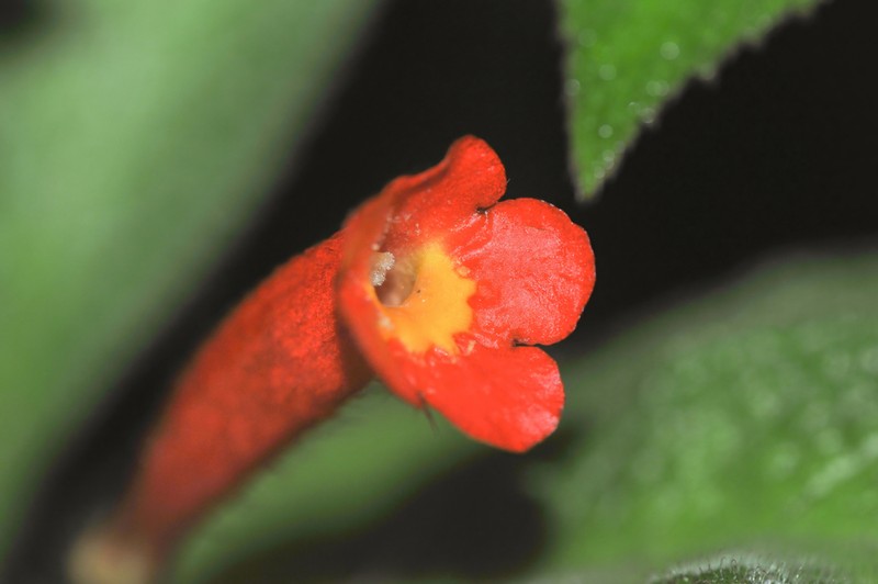 Centrosolenia porphyrotricha photo 4