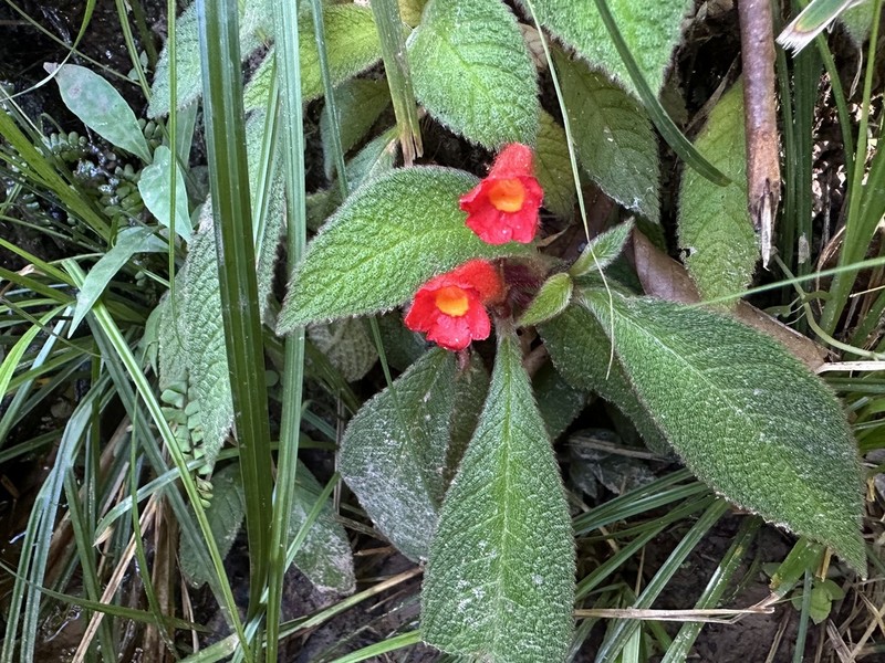 Centrosolenia porphyrotricha photo 5
