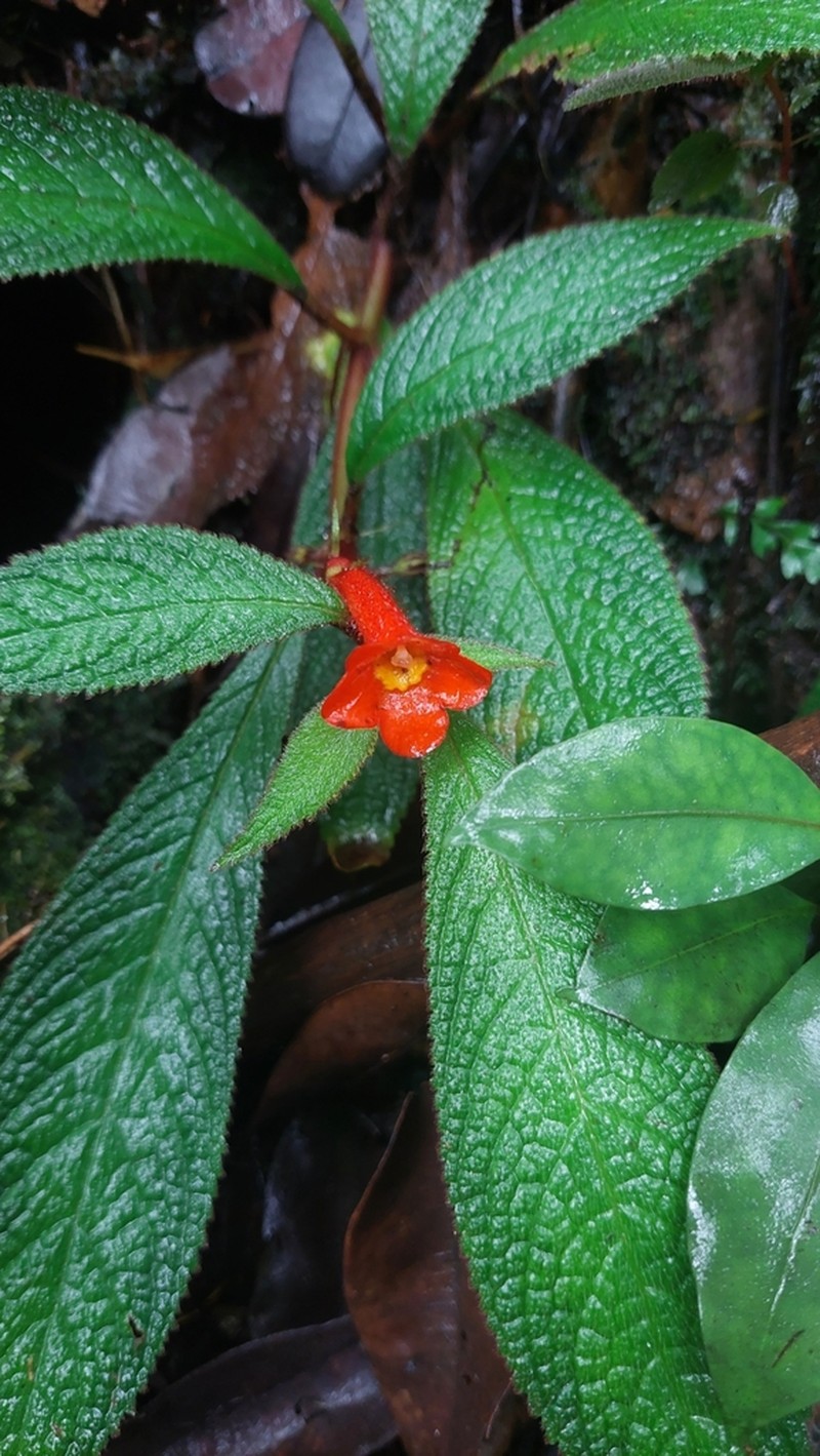 Centrosolenia porphyrotricha photo 8